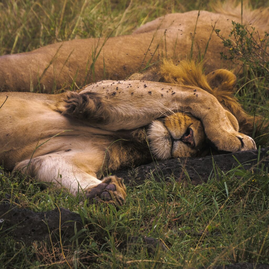 Read more about the article Protecting Maasai Mara wildlife